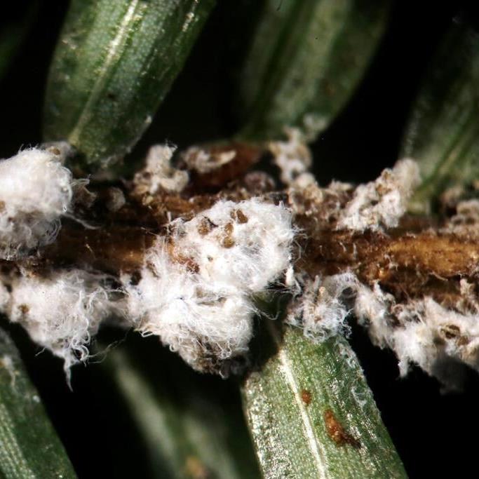 Beetles from B.C. settling in Nova Scotia, taking up the fight to rescue hemlocks